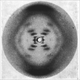 Illustration for article titled The Unsung Hero Who Discovered The Double Helix